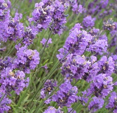 Lavender Essential Oil South African Cape Lavender 2